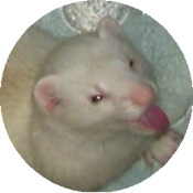 Panda-Fähe